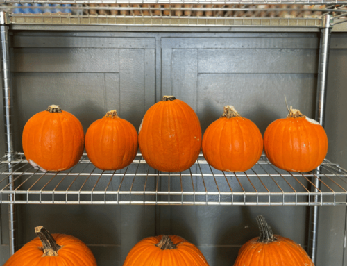 Pumpkins Now Arriving At Stores